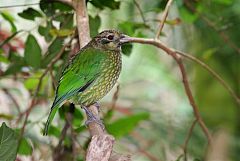 Spotted Catbird